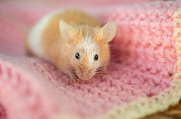 Mouse on a blanket